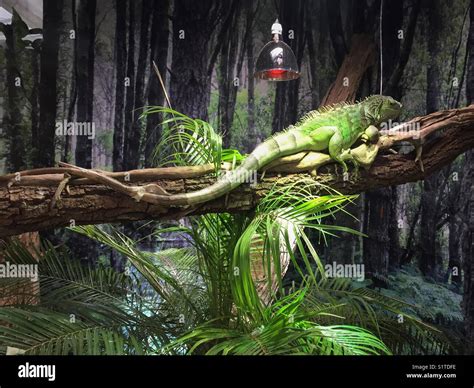 Iguana perched on a branch in terrarium Stock Photo - Alamy