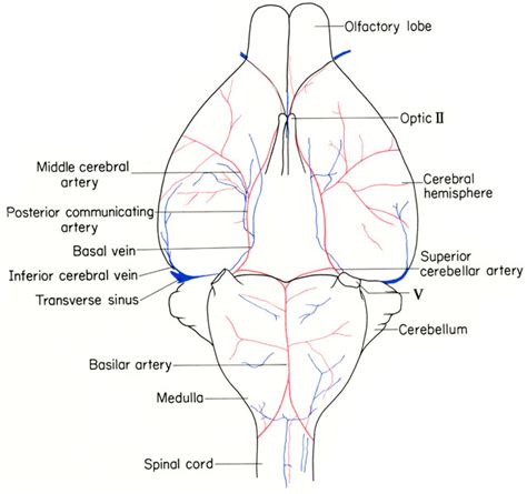 The Anatomy of the Laboratory Mouse