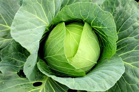 Cabbage | The Canadian Encyclopedia