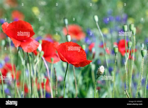 poppy flower nature spring season Stock Photo - Alamy