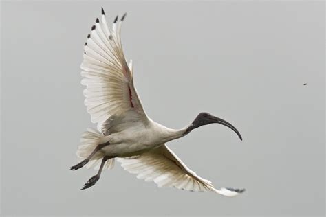 Sacred Ibis in Flight - PentaxForums.com