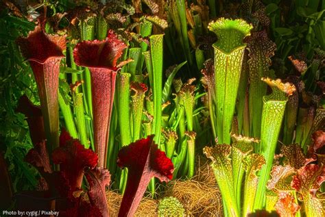 Interesting facts about carnivorous plants – Just Fun Facts