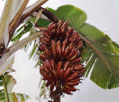 Red Banana Plant at Best Price in Bangalore | Primara Agritech