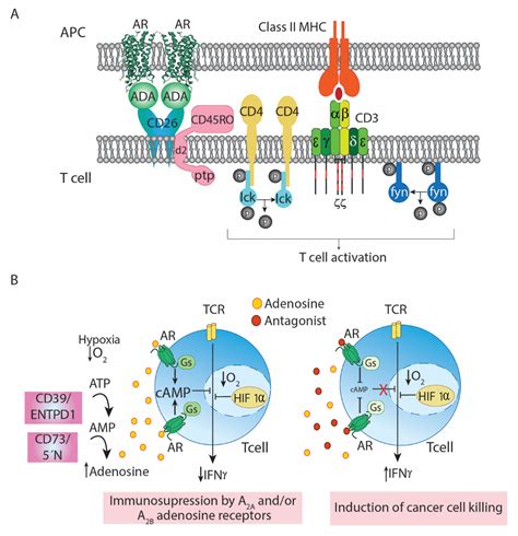 Cells | Free Full-Text | Adenosine Receptor Antagonists to Combat Cancer and to Boost Anti ...