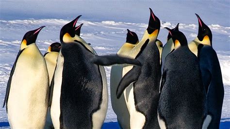 Penguins - Lessons - Blendspace