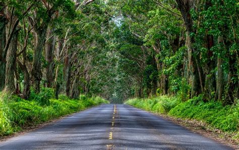 tree-tunnel-road-kauai - Landscape and Travel Photography