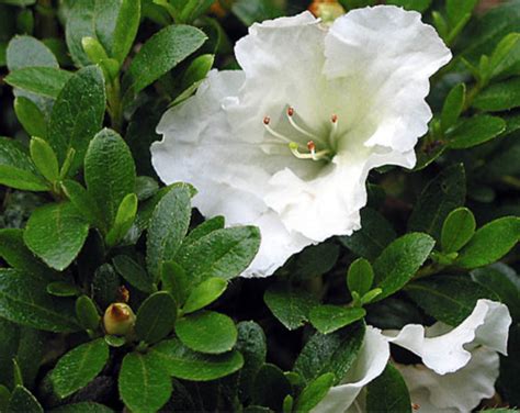 Azalea hybrid ‘Gumpo White’ – One Earth Botanical