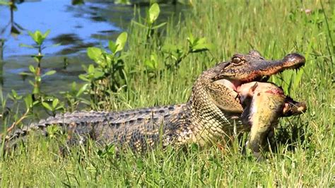 An American alligator comes out of the water with its prey, a catfish at the Black Bayou Lake ...