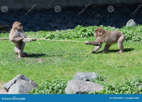 Two Monkeys Fighting In The Sand Royalty-Free Stock Photo | CartoonDealer.com #83719713