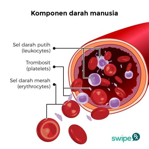 persamaan sel darah merah dan sel darah putih - Theresa Campbell