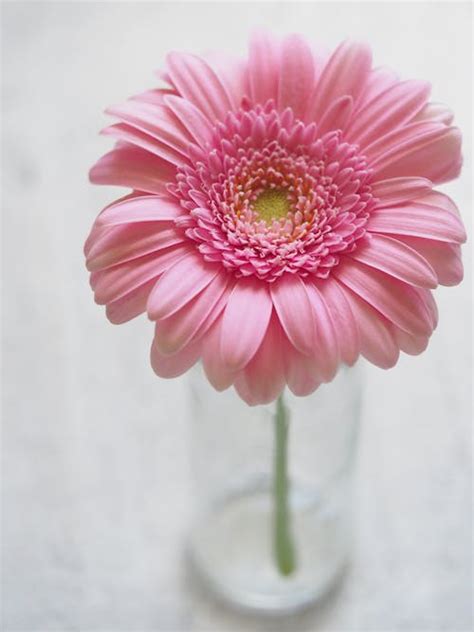 Lock Screen Daisy Flower Wallpaper Iphone - crazyandglam