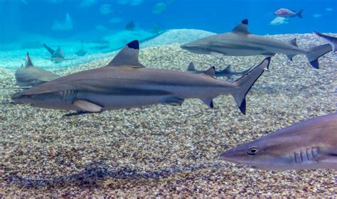 Blacktip Reef Shark | The blacktip reef shark (Carcharhinus … | Flickr