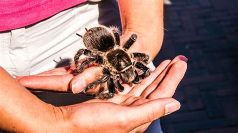 50 Thrilling Tarantula Facts That Are Too Big To Miss