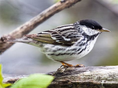 Blackpoll Warbler - eBird