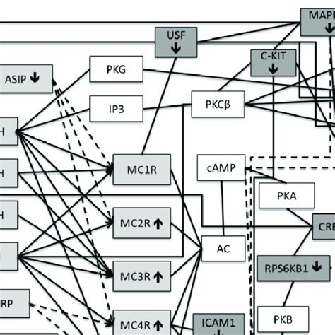 Endogenous opioids and receptors. Opioid precursor genes are on the... | Download Scientific Diagram