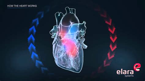 Medical 3D Animation Video Explains How the Heart Works - YouTube