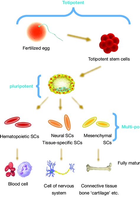 Embryonic Stem Cells Diagram