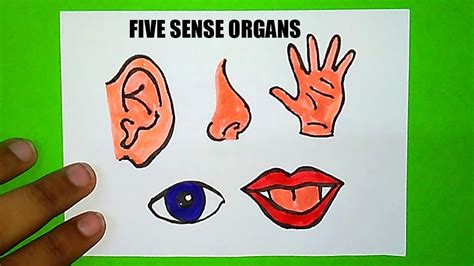 How To Draw Sense Organs Sense Organs Drawing Five Sense Organs | Images and Photos finder