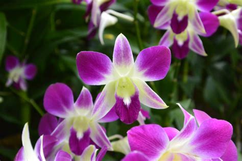 Free Images : blossom, flower, purple, petal, botany, flora, orchid ...
