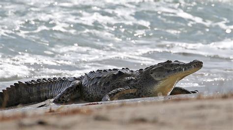 Crocodiles in Florida: Facts and Places to see them - The Family Vacation Guide