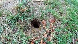 Why do the Yellow Jacket (Wasps) nest in the ground? – School Of Bees