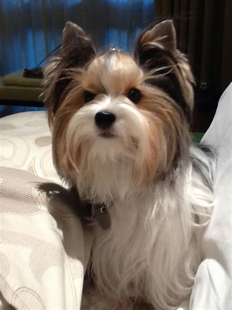 Parti yorkie | Yorkies | Pinterest | Yorkies, Dog and Terrier