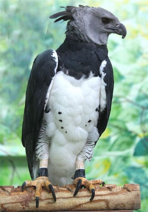 Harpy Eagle - talons the size of a Grizzly Bears - 9GAG