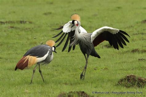 Rockjumper Birding on Twitter | Pet birds, Crane dance, Animals