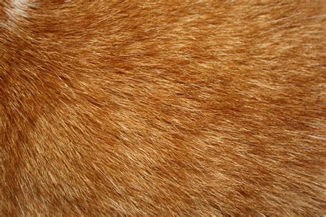 Orange Tabby Cat Fur Texture Picture | Free Photograph | Photos Public Domain