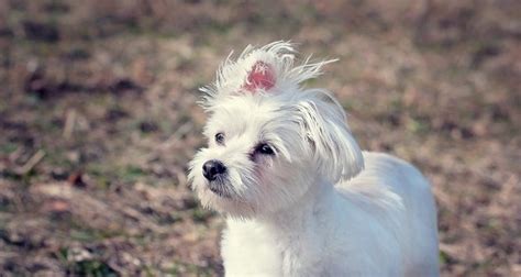 Bichon Frise Haircut Styles: What Styles Really Match?