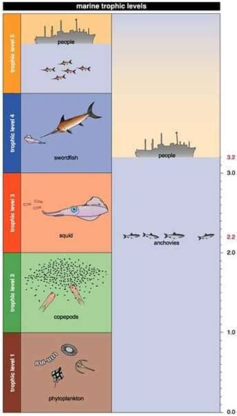 Trophic level - a marine example - Coastal Wiki