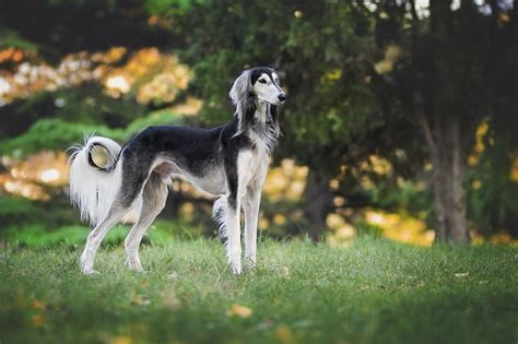 The Saluki - Ultimate Breed Information Guide - Your Dog Advisor