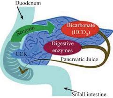 REGULATION OF PANCREATIC SECRETION | by Ali Ibn Radouan | Medium