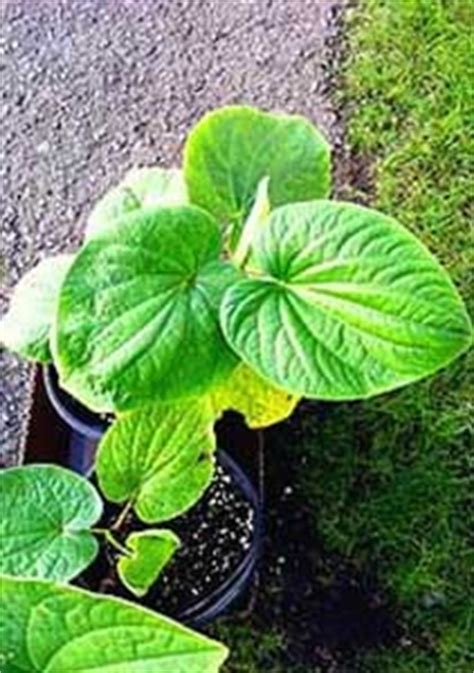 How to Grow Kava Kava - Kava Guru