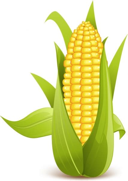 Corn on the cob free vector download (113 Free vector) for commercial ...