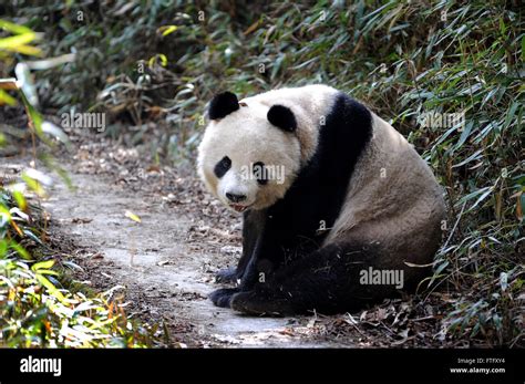 Qinling panda hi-res stock photography and images - Alamy