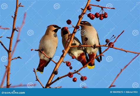 Birds of the steppes stock image. Image of group, small - 98699875