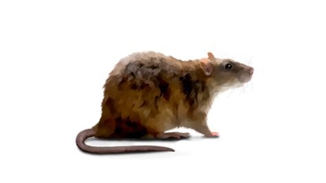 Norway Rat Identification, Prevention, and Control