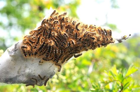 Toxic brown-tail moth caterpillar infestation found near A28 in Hersden ...