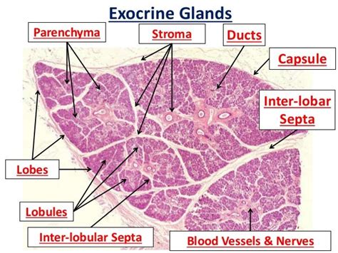 Exocrine Glands Histology