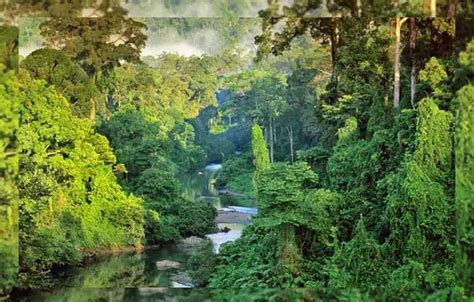 Mengapa Indonesia Termasuk Negara Beriklim Tropis - Borneo Channel