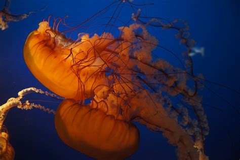 Jellyfish | Vancouver Aquarium, Vancouver BC Canada | Tjflex2 | Flickr