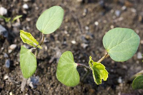 Okra Seed Starting Tips - Harvest to Table