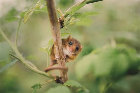 Marking three decades of dormouse conservation | Discover Animals