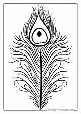 Peacock Feather Coloring Page sketch template