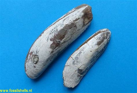 International Fossil Shell Museum - Foundation for the study of shells, fossil and recent