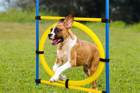 The best dog agility equipment