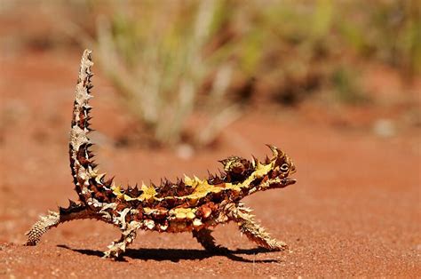 Uluru animals - Weird and wonderful creatures you can spot at Uluru | Desert animals, Australian ...