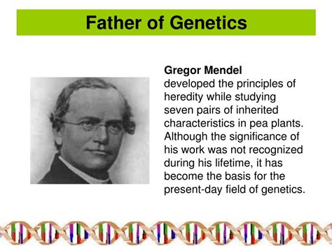 PPT - Genetics PowerPoint Presentation, free download - ID:1390110