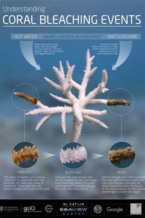 Coral Bleaching - Great Barrier Reef Foundation